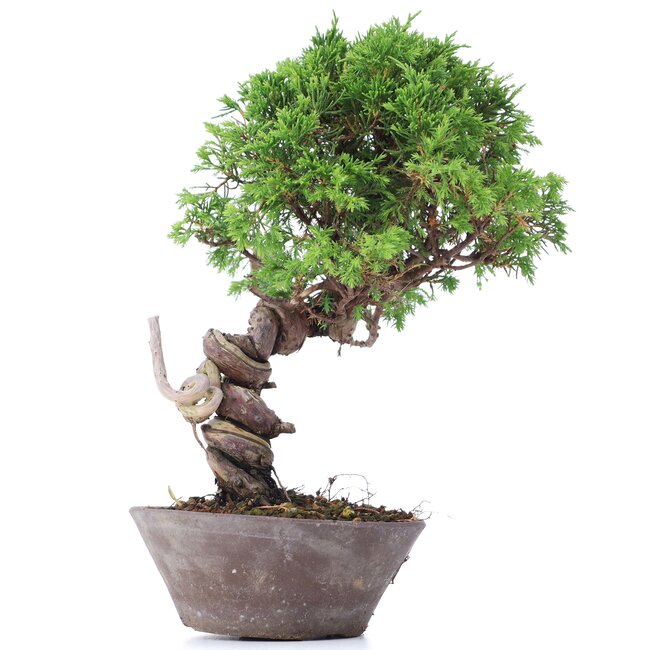 Juniperus chinensis Itoigawa, 25 cm, ± 18 años, con interesantes jin y shari