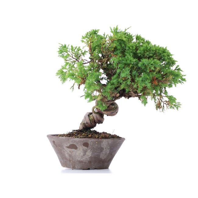 Juniperus chinensis Itoigawa, 19 cm, ± 18 años, con interesantes jin y shari
