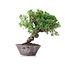 Juniperus chinensis Itoigawa, 19 cm, ± 18 anni, con interessanti jin e shari