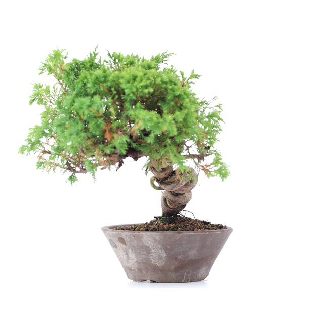 Juniperus chinensis Itoigawa, 19 cm, ± 18 years old, with interesting jin and shari