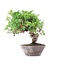 Juniperus chinensis Itoigawa, 19 cm, ± 18 años, con interesantes jin y shari