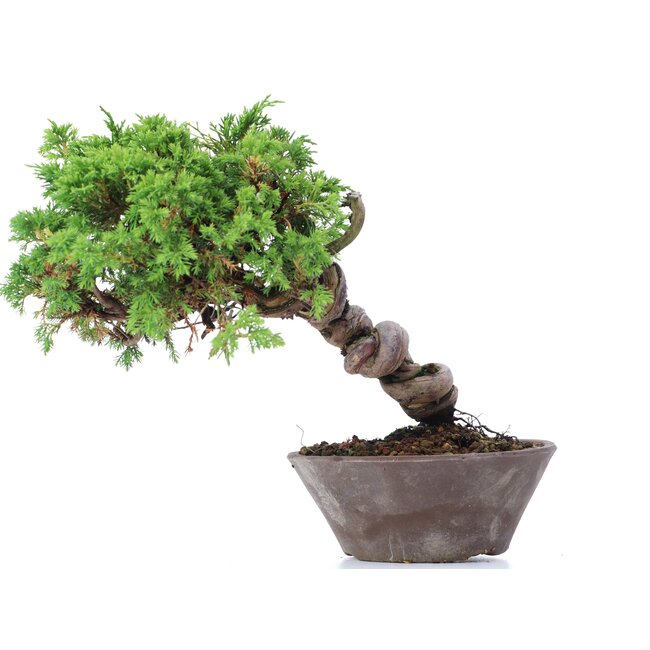 Juniperus chinensis Itoigawa, 19 cm, ± 18 años, con interesantes jin y shari