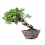 Juniperus chinensis Itoigawa, 19 cm, ± 18 anni, con interessanti jin e shari