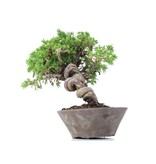Juniperus chinensis Itoigawa, 19 cm, ± 18 jaar oud, met interessante jin en shari