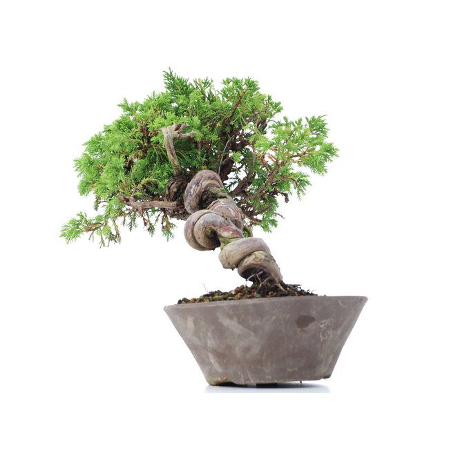 Juniperus chinensis Itoigawa, 19 cm, ± 18 years old, with interesting jin and shari