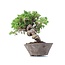 Juniperus chinensis Itoigawa, 19 cm, ± 18 anni, con interessanti jin e shari