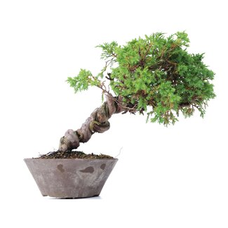 Juniperus chinensis Itoigawa, 19 cm, ± 18 jaar oud