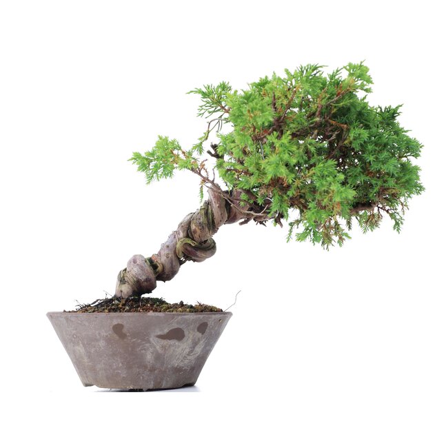 Juniperus chinensis Itoigawa, 19 cm, ± 18 anni, con interessanti jin e shari