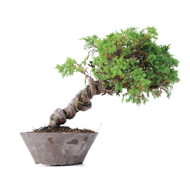 Juniperus chinensis Itoigawa, 19 cm, ± 18 años, con interesantes jin y shari