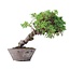 Juniperus chinensis Itoigawa, 19 cm, ± 18 jaar oud, met interessante jin en shari