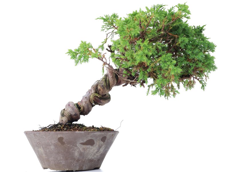 Juniperus chinensis Itoigawa, 19 cm, ± 18 Jahre alt, mit interessantem Jin und Shari