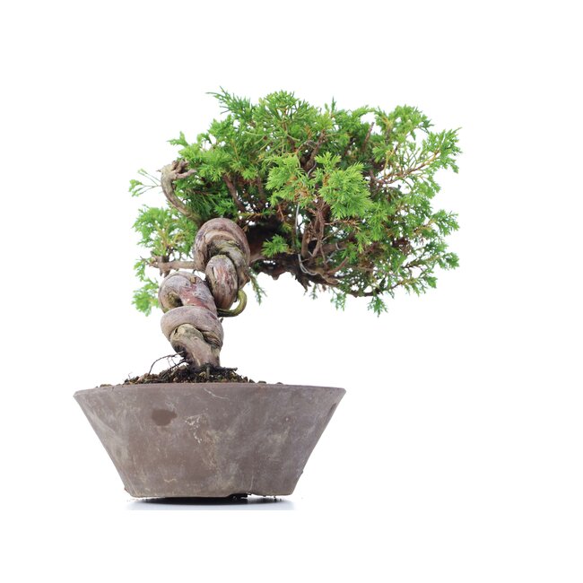 Juniperus chinensis Itoigawa, 19 cm, ± 18 years old, with interesting jin and shari
