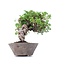 Juniperus chinensis Itoigawa, 19 cm, ± 18 anni, con interessanti jin e shari