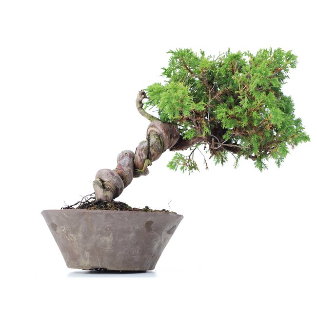 Juniperus chinensis Itoigawa, 19 cm, ± 18 años, con interesantes jin y shari