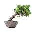 Juniperus chinensis Itoigawa, 19 cm, ± 18 anni, con interessanti jin e shari