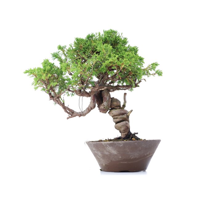 Juniperus chinensis Itoigawa, 25 cm, ± 18 años, con interesantes jin y shari