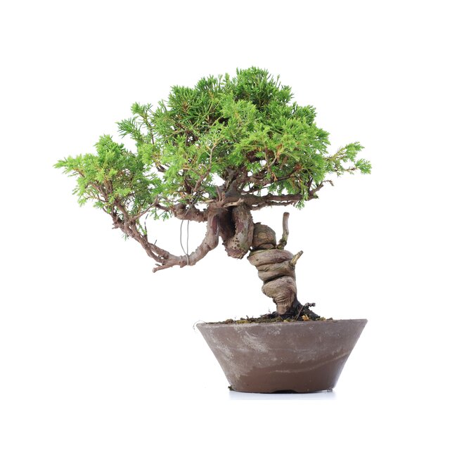 Juniperus chinensis Itoigawa, 25 cm, ± 18 jaar oud, met interessante jin en shari