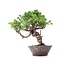 Juniperus chinensis Itoigawa, 25 cm, ± 18 jaar oud, met interessante jin en shari