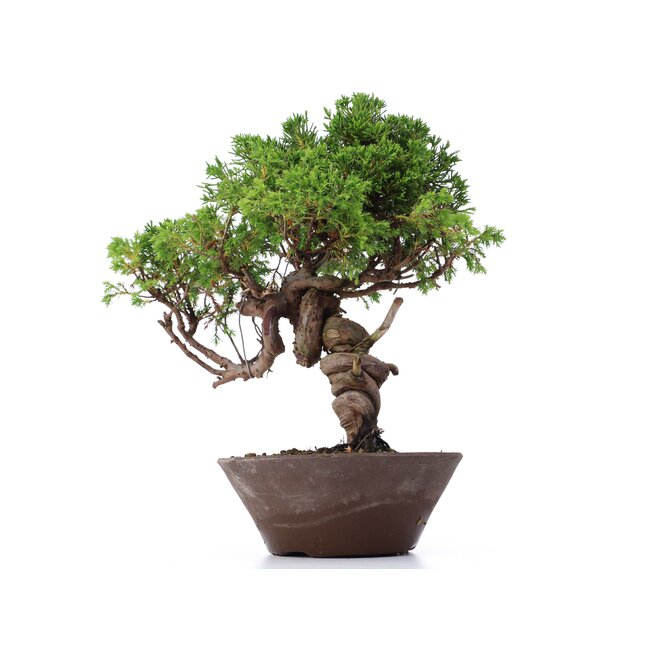 Juniperus chinensis Itoigawa, 25 cm, ± 18 jaar oud, met interessante jin en shari