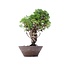 Juniperus chinensis Itoigawa, 25 cm, ± 18 años, con interesantes jin y shari