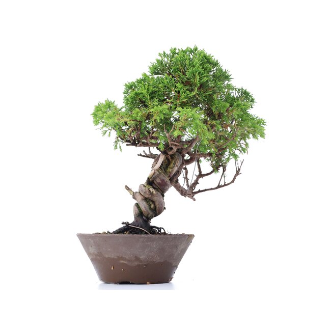 Juniperus chinensis Itoigawa, 25 cm, ± 18 ans, avec d'intéressants jin et shari