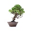 Juniperus chinensis Itoigawa, 25 cm, ± 18 anni, con interessanti jin e shari