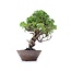 Juniperus chinensis Itoigawa, 25 cm, ± 18 Jahre alt, mit interessantem Jin und Shari