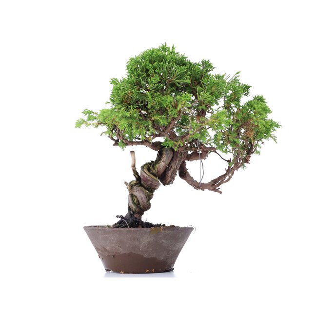 Juniperus chinensis Itoigawa, 25 cm, ± 18 years old, with interesting jin and shari