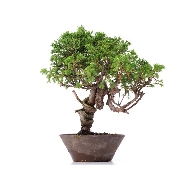 Juniperus chinensis Itoigawa, 25 cm, ± 18 years old, with interesting jin and shari