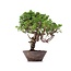 Juniperus chinensis Itoigawa, 25 cm, ± 18 jaar oud, met interessante jin en shari