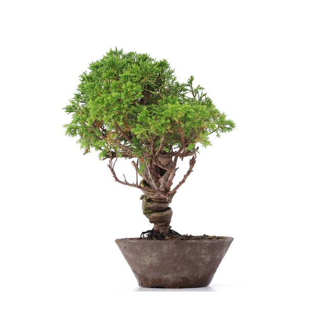 Juniperus chinensis Itoigawa, 25 cm, ± 18 years old, with interesting jin and shari
