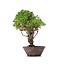 Juniperus chinensis Itoigawa, 25 cm, ± 18 jaar oud, met interessante jin en shari