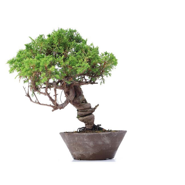 Juniperus chinensis Itoigawa, 25 cm, ± 18 años, con interesantes jin y shari