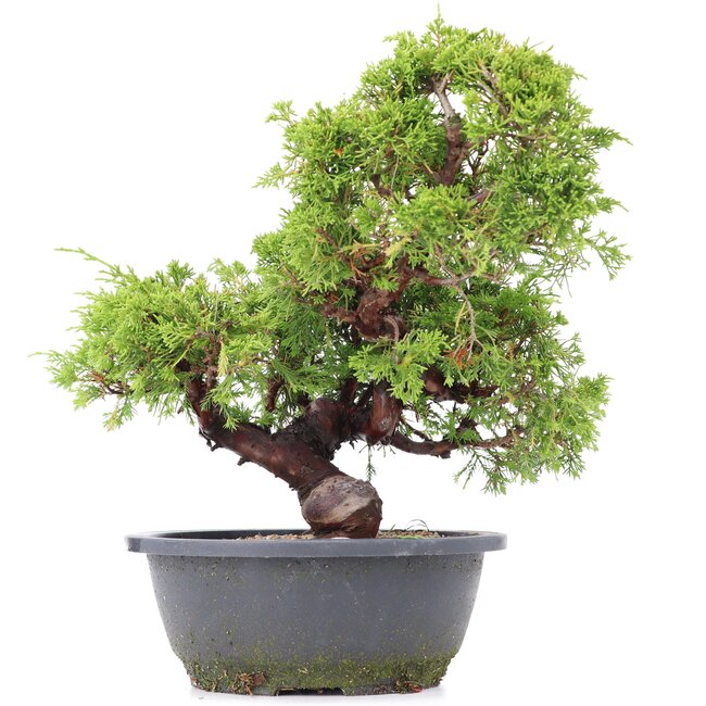 Juniperus chinensis Itoigawa, 29 cm, ± 20 años, con interesantes jin y shari