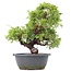 Juniperus chinensis Itoigawa, 29 cm, ± 20 anni, con interessanti jin e shari