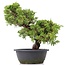 Juniperus chinensis Itoigawa, 29 cm, ± 20 anni, con interessanti jin e shari