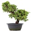 Juniperus chinensis Itoigawa, 29 cm, ± 20 ans, avec d'intéressants jin et shari