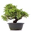 Juniperus chinensis Itoigawa, 29 cm, ± 20 anni, con interessanti jin e shari