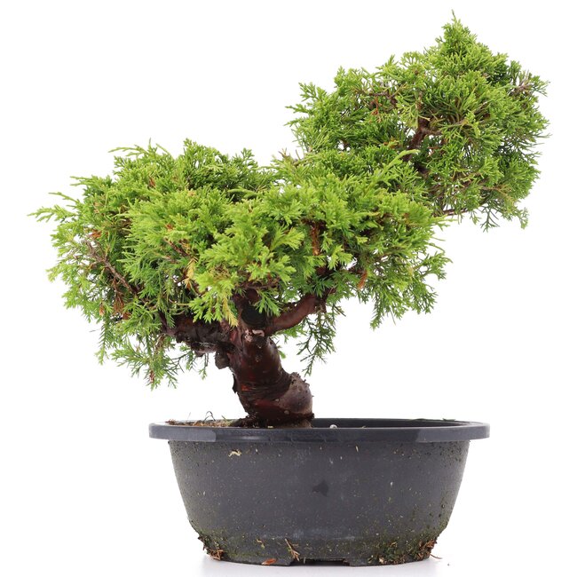 Juniperus chinensis Itoigawa, 29 cm, ± 20 years old, with interesting jin and shari