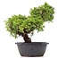 Juniperus chinensis Itoigawa, 29 cm, ± 20 años, con interesantes jin y shari