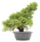 Juniperus chinensis Itoigawa, 36 cm, ± 20 Jahre alt, mit interessantem Jin und Shari