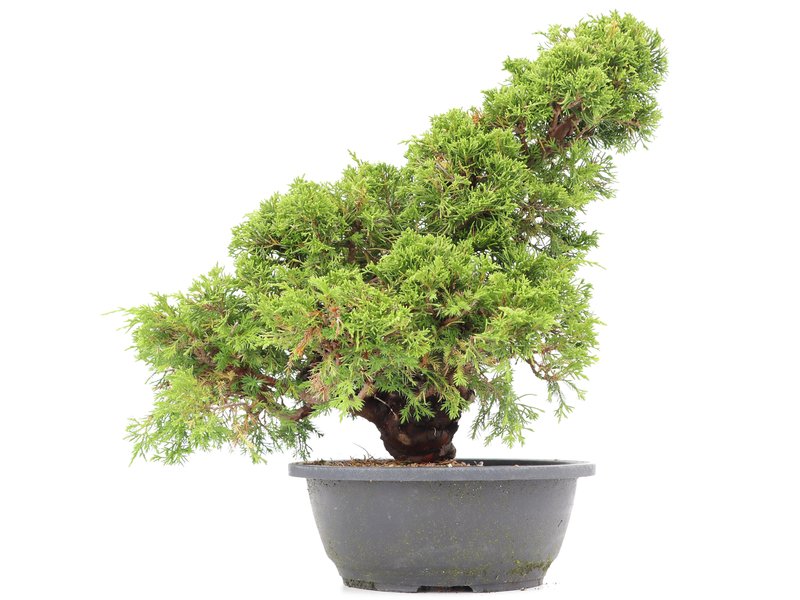 Juniperus chinensis Itoigawa, 36 cm, ± 20 jaar oud, met interessante jin en shari