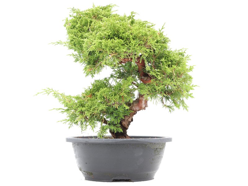 Juniperus chinensis Itoigawa, 30 cm, ± 20 Jahre alt, mit interessantem Jin und Shari