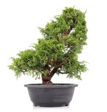Juniperus chinensis Itoigawa, 33 cm, ± 20 jaar oud, met interessante jin en shari