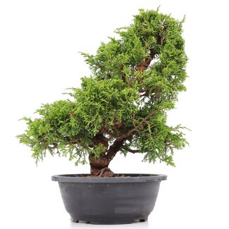 Juniperus chinensis Itoigawa, 33 cm, ± 20 años