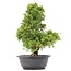 Juniperus chinensis Itoigawa, 33 cm, ± 20 años, con interesantes jin y shari