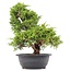 Juniperus chinensis Itoigawa, 33 cm, ± 20 años, con interesantes jin y shari