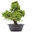 Juniperus chinensis Itoigawa, 33 cm, ± 20 años, con interesantes jin y shari