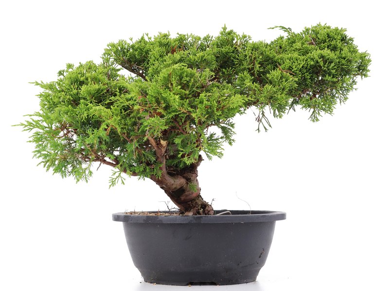 Juniperus chinensis Itoigawa, 28 cm, ± 20 Jahre alt, mit interessantem Jin und Shari