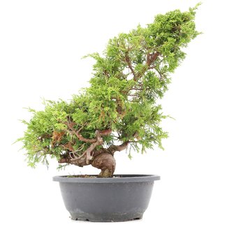 Juniperus chinensis Itoigawa, 36 cm, ± 20 anni